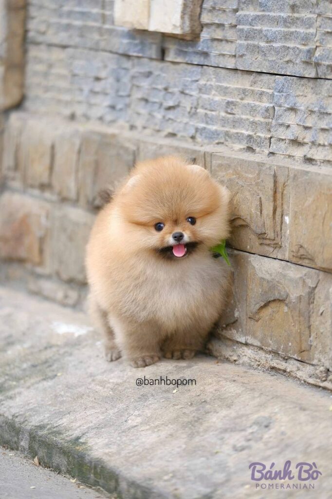 Chó Pomeranian con, lông vàng cam mịn màng, mặt tròn dáng gấu, ngồi trước tường gạch xám, l舌 hồng ngoài miệng, ánh mắt trong sáng