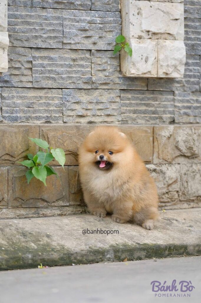 Chó Pomeranian cái lông vàng cam, mặt gấu đáng yêu, ngồi trước tường đá, có cây xanh bên cạnh