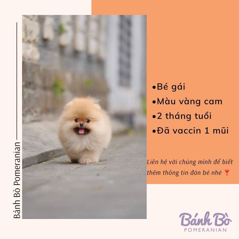 Chú chó Pomeranian cái con nhỏ, lông vàng cam dài mềm mại, mặt gấu đáng yêu, đang đứng trên vỉa hè ngoài trời với nền nhà xám mờ.
