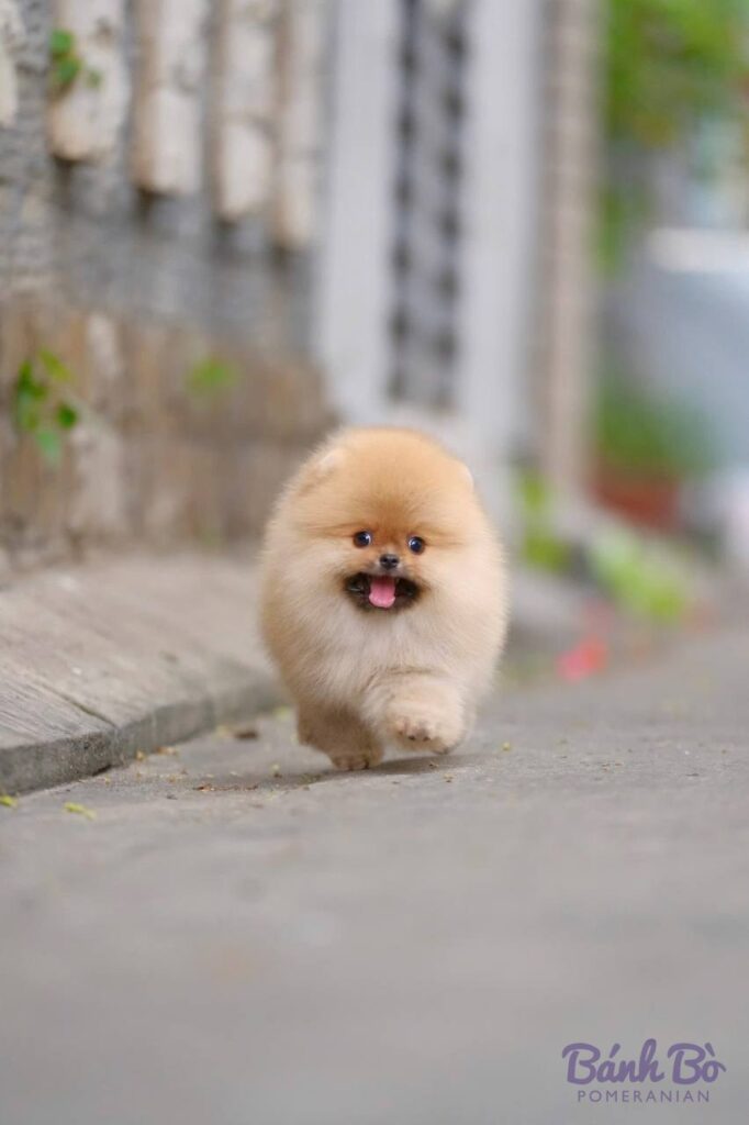 Chú chó Pomeranian con cái, lông vàng sáng mịn, mặt gấu đáng yêu, đang đứng trên con đường gạch với bối cảnh tường xám và cây xanh mờ phía sau