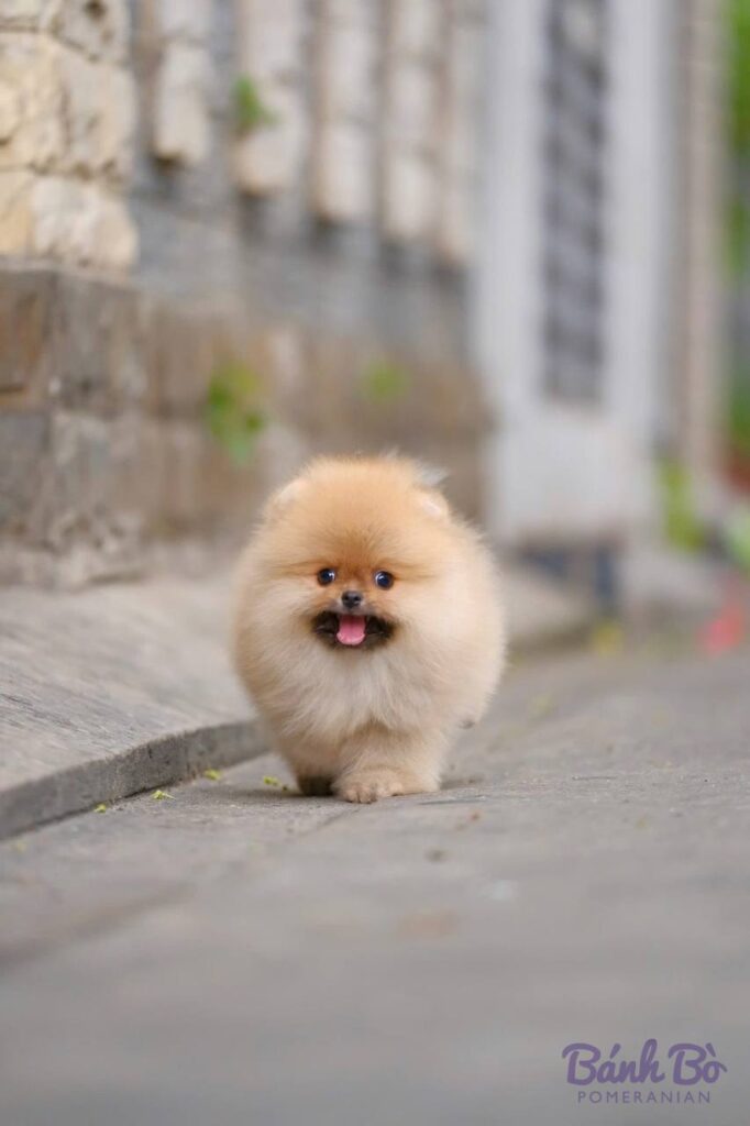 Chú chó Pomeranian con cái màu trắng kem, lông dày xoăn mềm mại, khuôn mặt gấu đáng yêu đứng trên đường phố với bối cảnh các tòa nhà xám nhoè phía sau