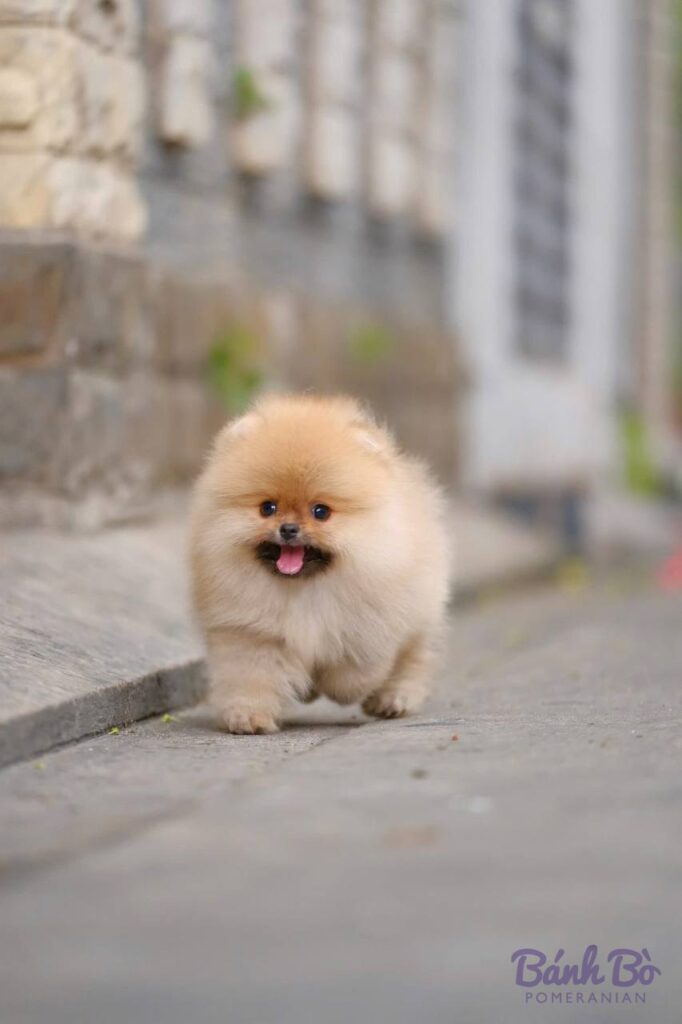 Chú Phốc sóc con size mini, lông trắng sáng mịn, mặt gấu tròn đáng yêu, đứng trên đường phố đá, nhe lưỡi cười vui vẻ