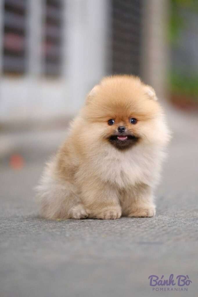 Chú chó Pomeranian con nhỏ, lông màu kem sáng, mặt gấu đáng yêu, đứng trên đường phố, nền bối cảnh xám mờ