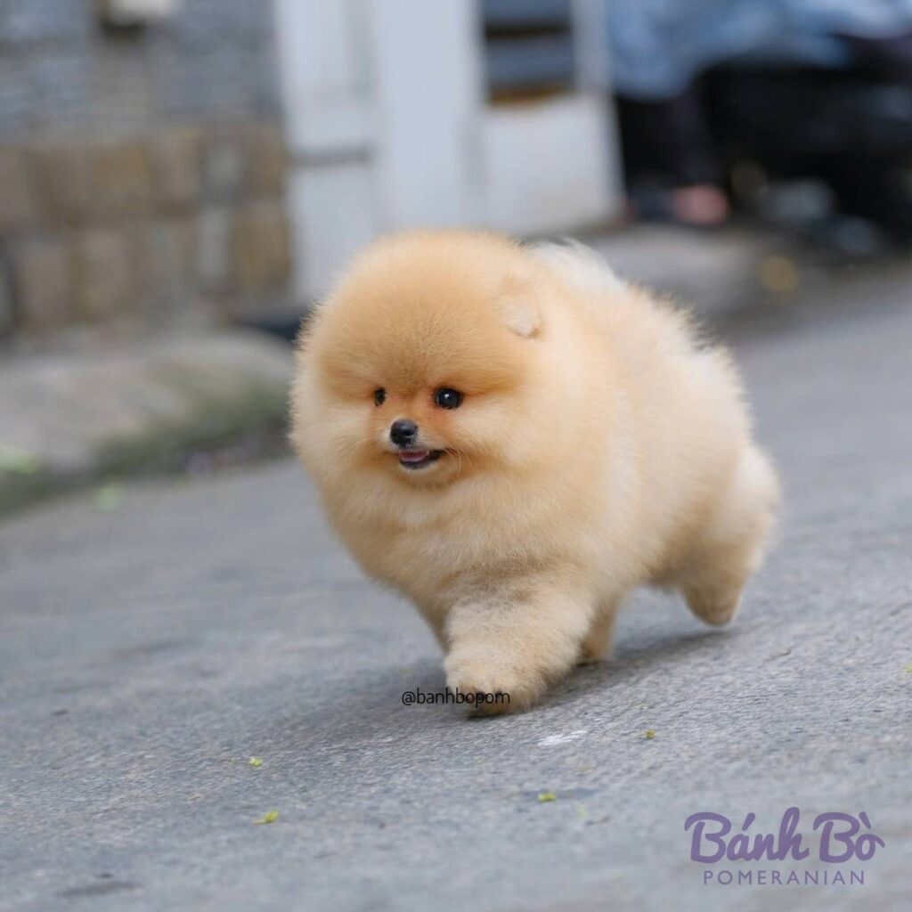 Chú chó Pomeranian cái có bộ lông vàng sáng dày rin, khuôn mặt tròn nhỏ xinh xắn đặc trưng, đang đi trên đường phố bê tông.