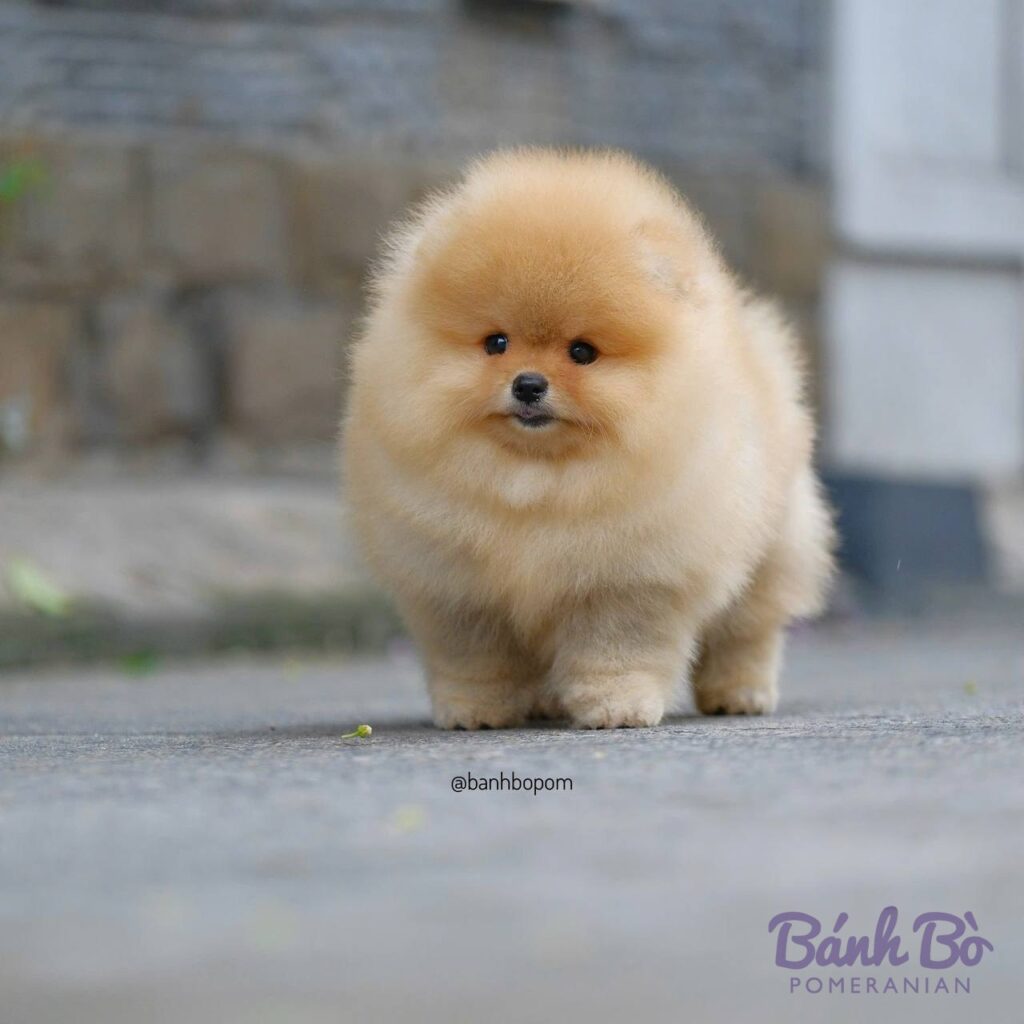 Chú chó Pomeranian cái với bộ lông vàng sáng, dày và mềm mượt, mặt gấu đáng yêu, đứng trên nền đất xám, bối cảnh tường gạch và cửa sổ mờ phía sau
