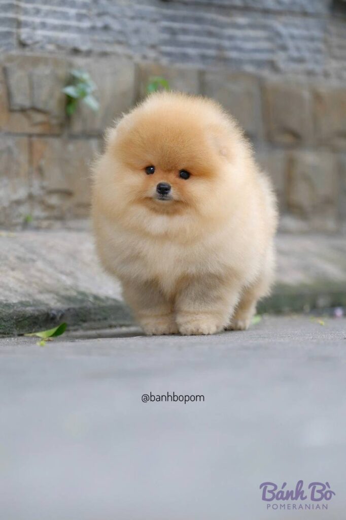 Chú Pomeranian cái lông vàng sáng mượt mà, mặt tròn xoã như gấu đáng yêu, đứng trên nền đất xám với bức tường gạch phía sau