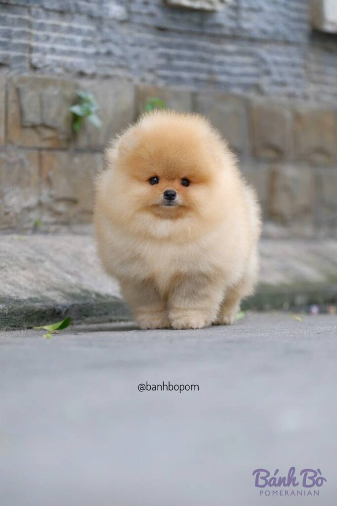 Chó Pomeranian cái lông vàng sáng dài xoăn, mặt tròn đáng yêu, đứng trên nền đường đá xám và tường gạch