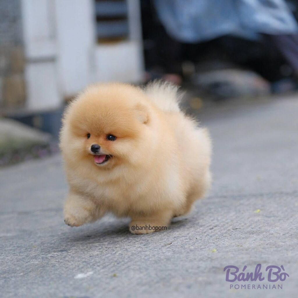 Chú chó Pomeranian cái với bộ lông vàng sáng dày xù, khuôn mặt tròn đáng yêu kiểu gấu, đang đi trên con đường bê tông, cười tươi