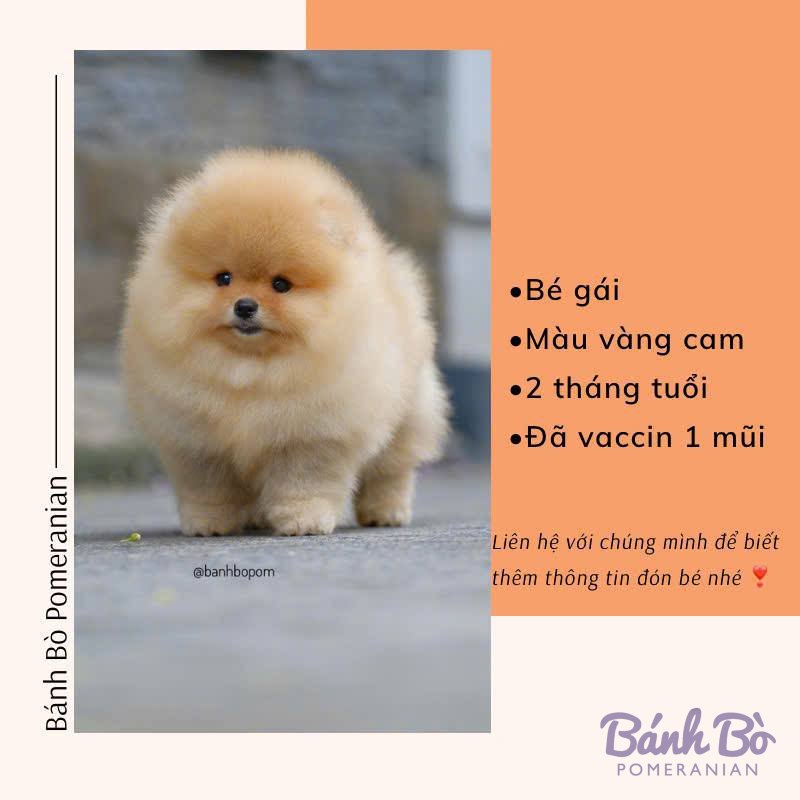 Chó Pomeranian cái, lông vàng cam dài mềm, mặt tròn như gấu, đứng trên nền đá xám
