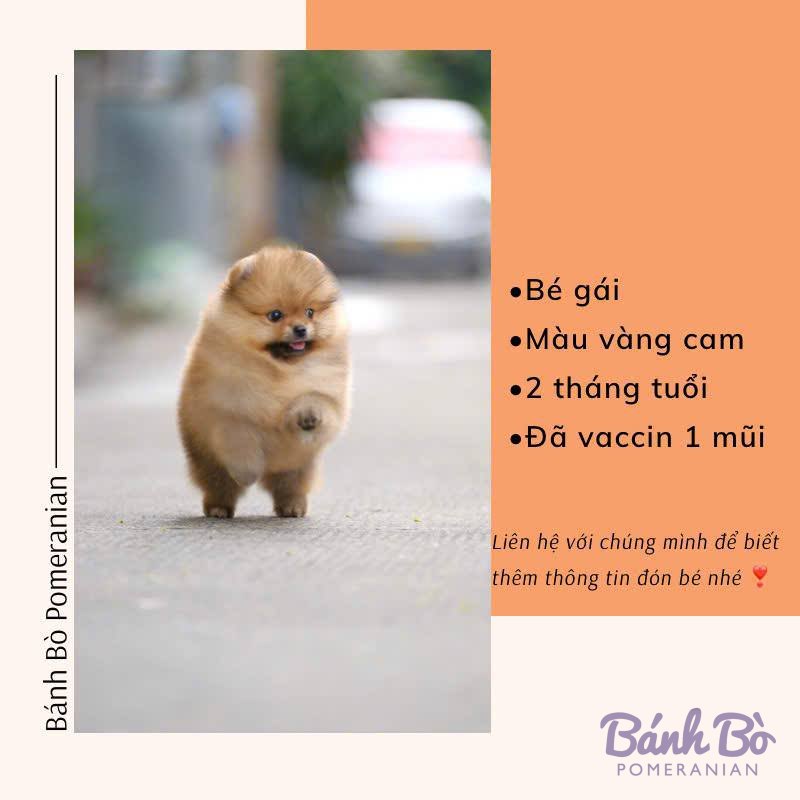 Chó Pomeranian cái con, lông vàng cam sáng, mặt gấu đáng yêu, đứng trên đường, bối cảnh ngoài trời mờ