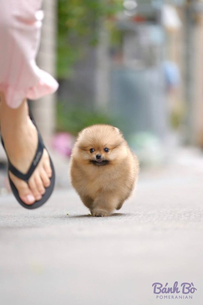 Chú Pomeranian cái nhỏ lông vàng kem dài mềm mịn, mặt tròn đáng yêu, đang đi dạo trên đường phố với chủ nhân
