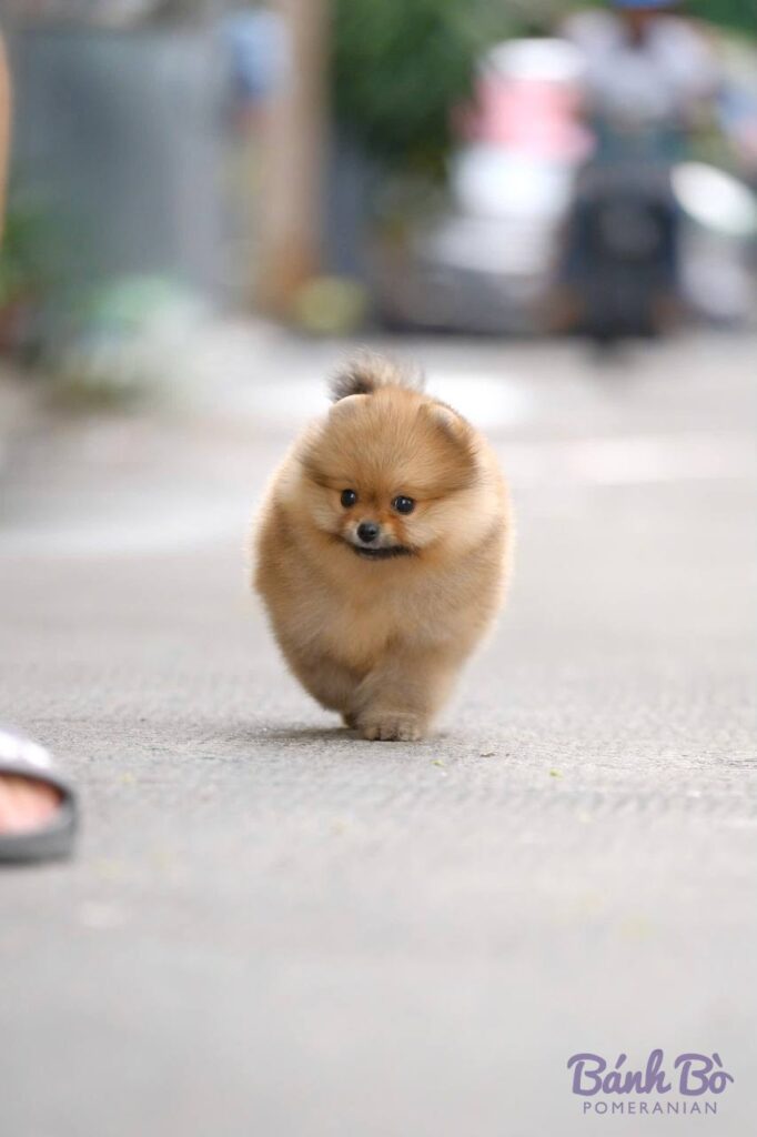 Chú chó Pomeranian cái con nhỏ lông vàng nhạt, mặt tròn đáng yêu đang đi trên đường, bối cảnh nền mờ là khu dân cư