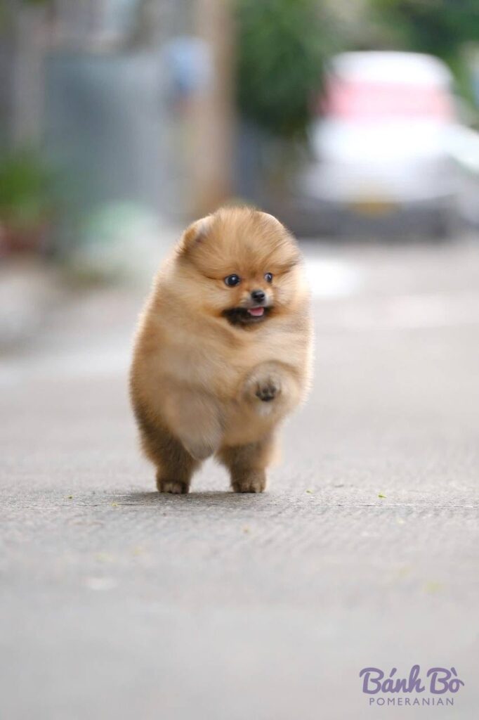 Chú chó Pomeranian cái con nhỏ lông vàng cam, mặt gấu đáng yêu, đứng trên đường bê tông, nền sau mờ