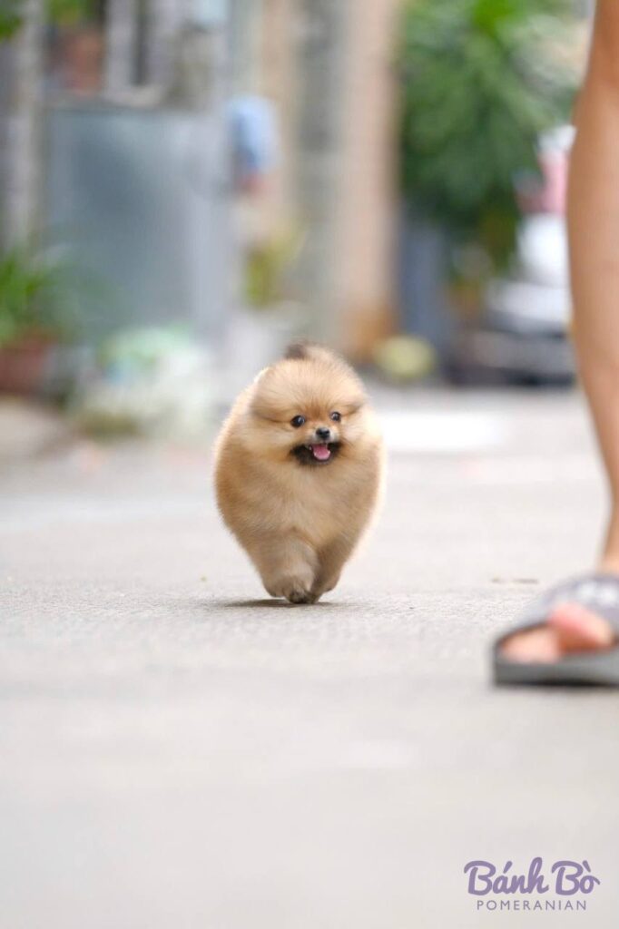 Chú chó Pomeranian cái size mini, lông vàng kem sáng, mặt gấu đáng yêu đang đi trên đường, bối cảnh là con đường trong ngõ với người đứng ở phía sau