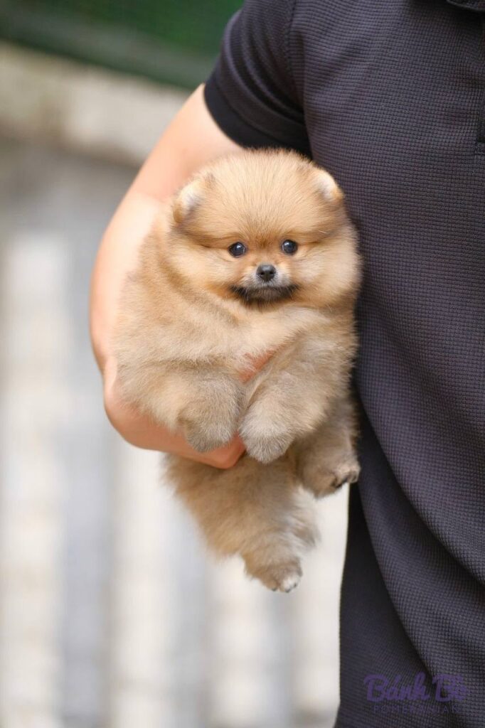 Chó Pomeranian cái con, lông vàng nhạt, mặt tròn đáng yêu, được b抱 trên tay người mặc áo đen