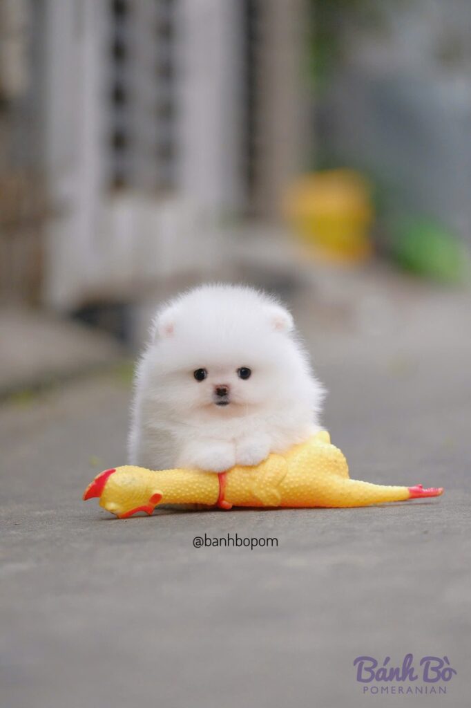 Chú chó Pomeranian đực trắng mini với khuôn mặt baby doll face, ngồi cạnh đồ chơi hình gà vàng cam trên đường nhựa xám