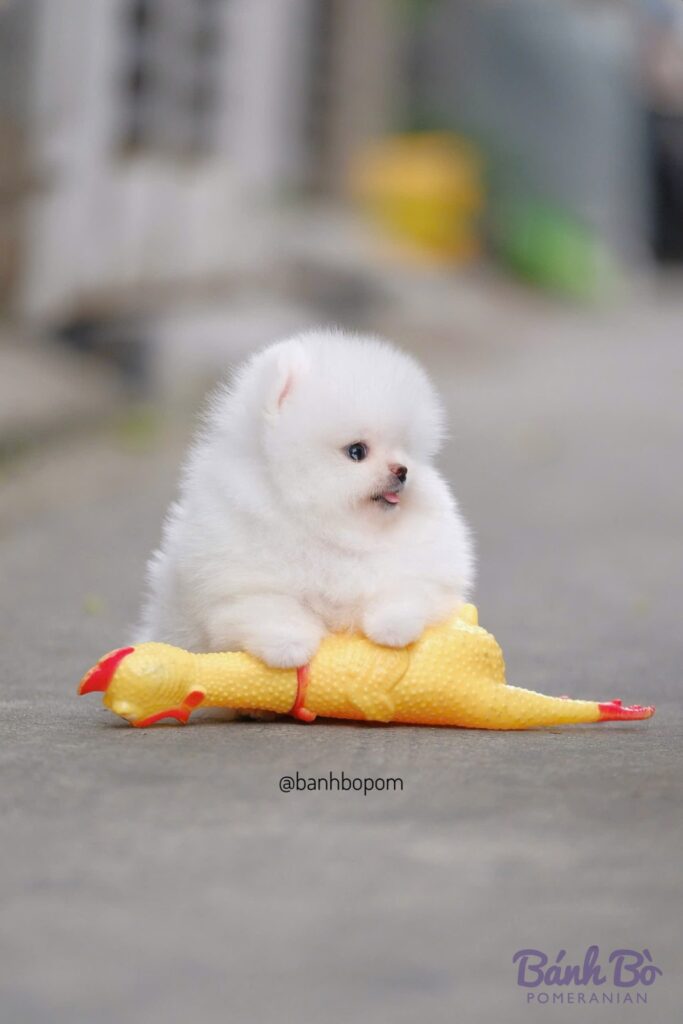 Chú chó Pomeranian đực trắng mini với khuôn mặt baby doll xinh xắn, ngồi cạnh đồ chơi hình gà vàng trên nền đường xi măng
