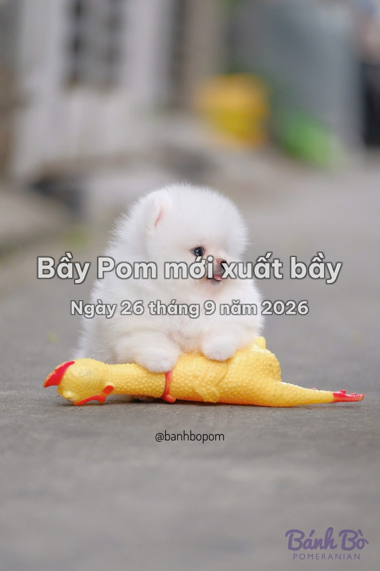 Bầy Pom mới xuất bầy ngày 26 tháng 9 năm 2026 tại Bánh Bò Pomeranian