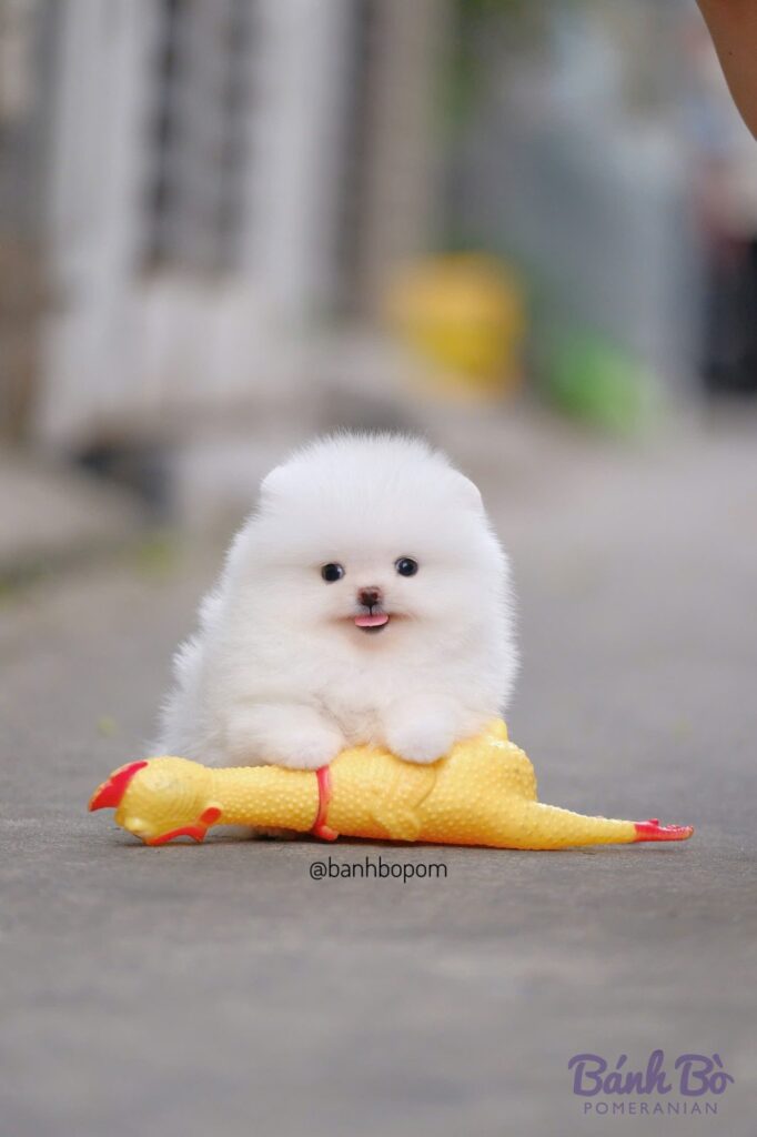 Chú chó Pomeranian đực màu trắng, khuôn mặt baby doll xinh xắn, ngồi cạnh đồ chơi hình gà màu vàng đỏ trên đường phố.
