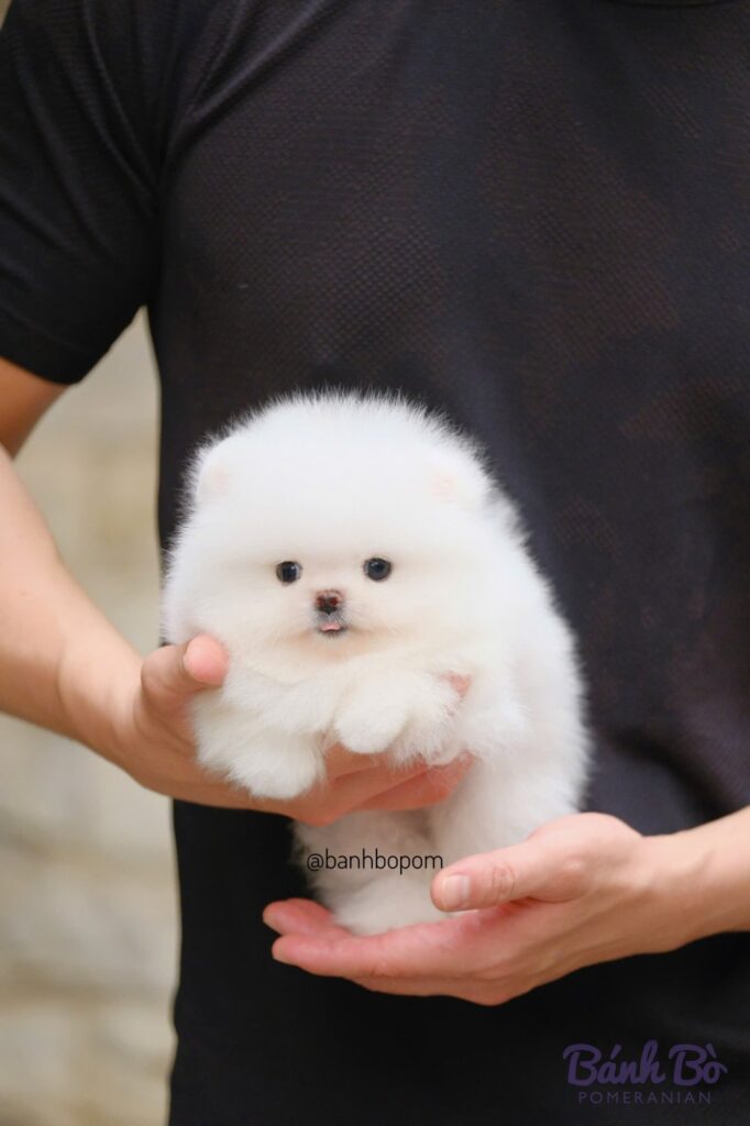Chú chó Pomeranian đực lông trắng size mini được cầm trên tay, có khuôn mặt baby doll xinh xắn