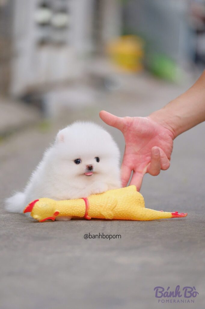 Chú chó Pomeranian đực trắng mini với khuôn mặt baby doll face đang chơi với đồ chơi hình gà vàng trên nền đường phố