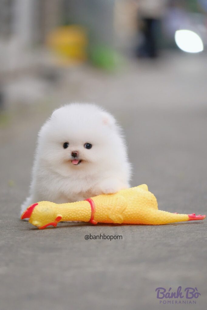 Chú chó Pomeranian đực trắng siêu nhỏ với khuôn mặt baby doll, lông trắng tuyệt đối, bên cạnh đồ chơi hình chuối vàng trên mặt đất