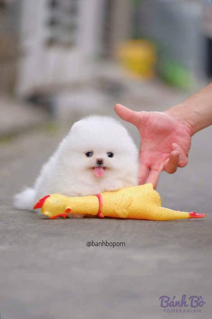Chú chó Pomeranian đực lông trắng tuyệt đối size mini với khuôn mặt baby doll face, được người cầm nắm tay, đặt cạnh đồ chơi gà vàng đỏ trên mặt đất