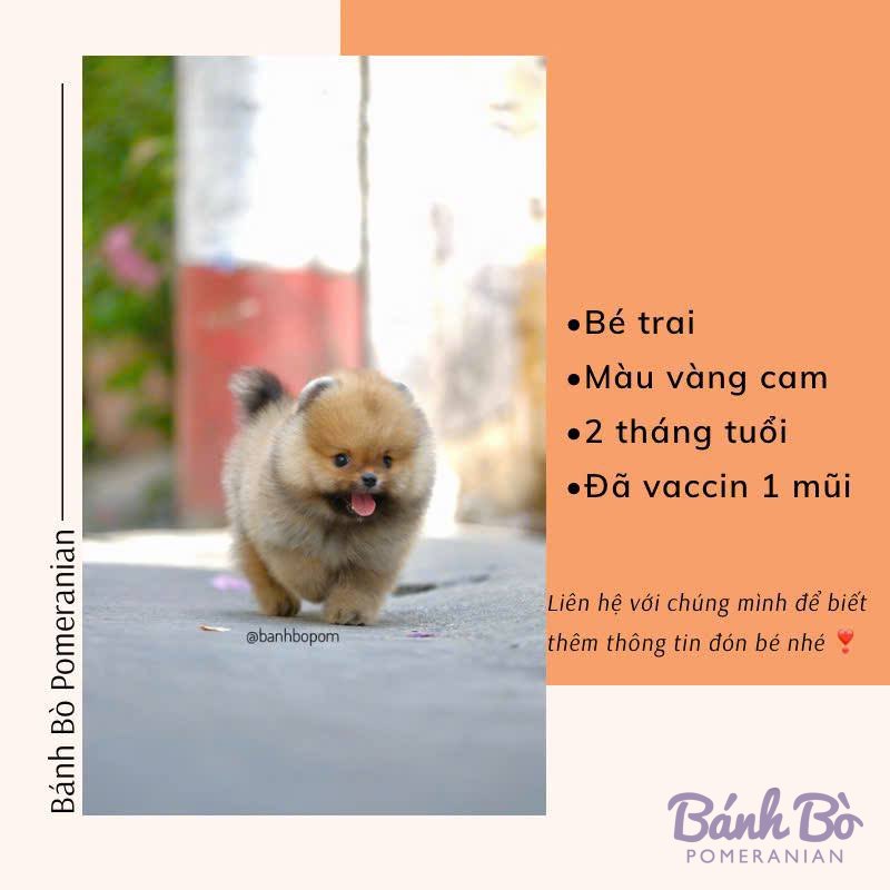 Chú chó Pomeranian đực màu vàng cam, mặt gấu, lí lắc, đứng trên vỉa hè với bối cảnh nhà cửa phía sau