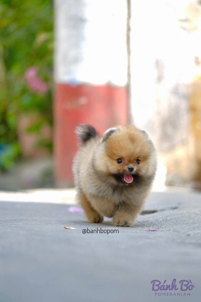Chú chó Pomeranian đực nhỏ nhắn, lông màu cam và trắng, mặt gấu vui vẻ, đang bước trên đường với bối cảnh nhà cửa mờ phía sau
