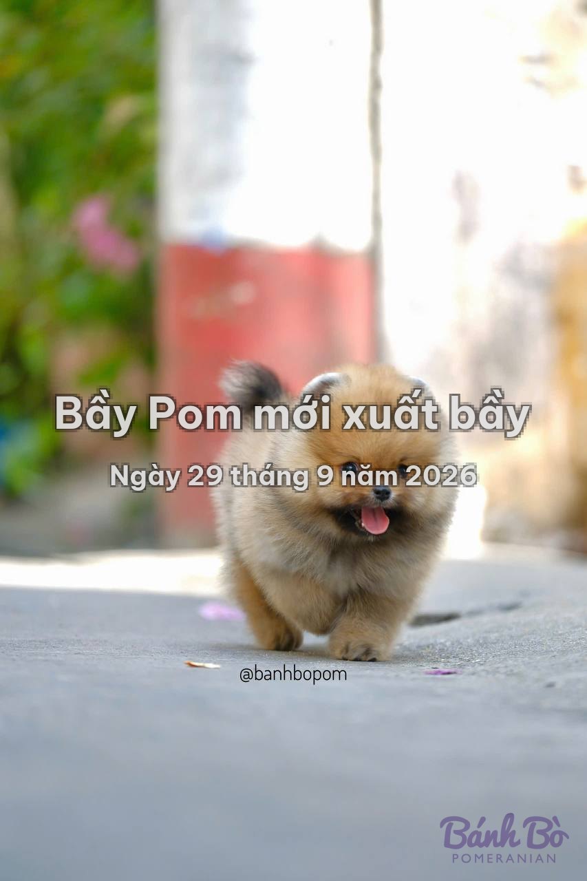 Bầy Pom mới xuất bầy ngày 29 tháng 9 năm 2026 tại Bánh Bò Pomeranian