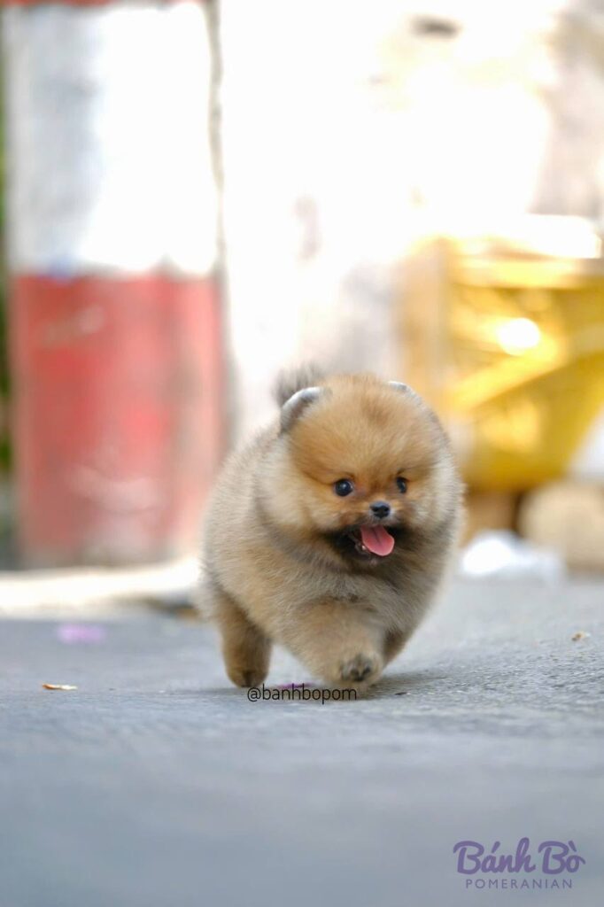 Chú chó Pomeranian đực nhỏ nhắn, lông màu cam nhạt, mặt gấu vui vẻ, lí lắc, đang đi trên mặt đất với nền bối cảnh mờ có các vật màu đỏ và vàng