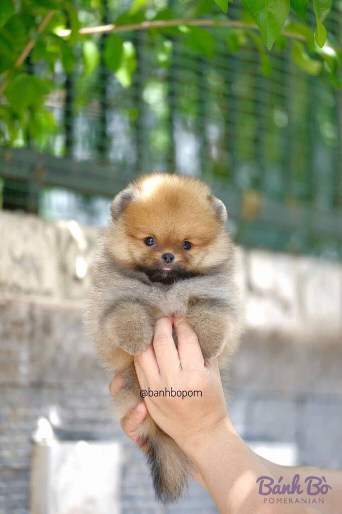 Chú chó Pomeranian đực nhỏ nhắn, lông màu cam vàng, được nắm trên tay, có khuôn mặt mũm mĩm như gấu, bối cảnh sân vườn với cây xanh