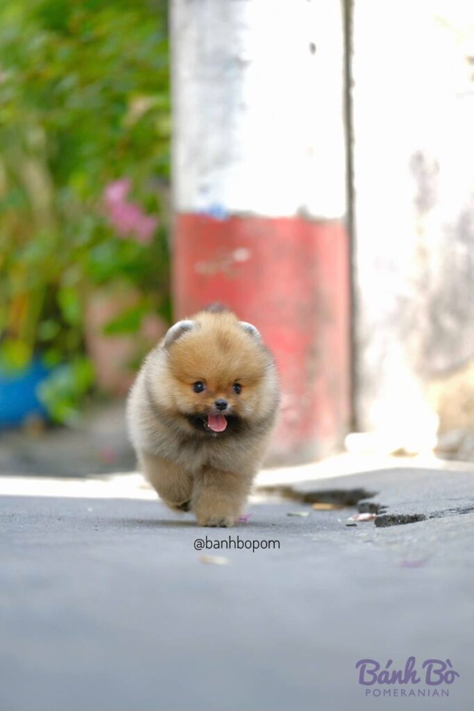 Chú chó Pomeranian đực nhỏ nhắn, lông màu cam kem, mặt gấu vui vẻ, đang đi trên mặt đường với bối cảnh hàng rào và cây xanh phía sau