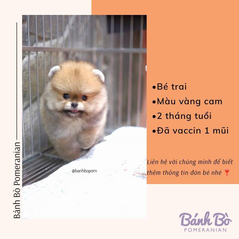 Chú Pomeranian đực nhỏ, lông vàng cam, mặt gấu, đứng trong chuồng với nền trắng