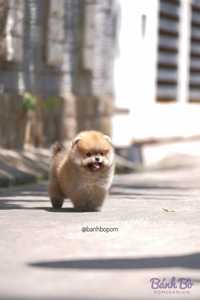 Chó Pomeranian đực nhỏ, lông vàng cam, mặt gấu, đứng trên đường phố với các tòa nhà cao tầng ở phía sau