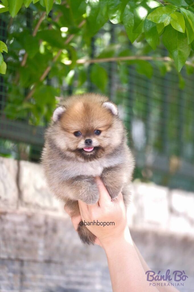 Chú chó Pomeranian đực con nhỏ được bế trên tay, lông màu nâu kem, mặt gấu tròn, đứng trong vườn xanh tươi