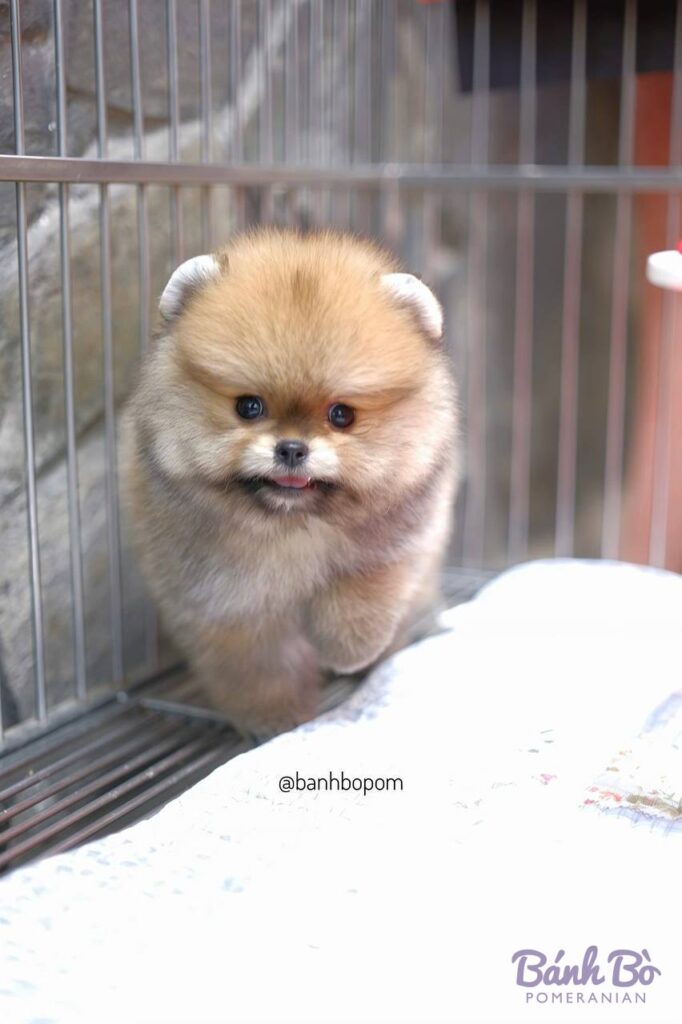 Chú chó Pomeranian đực nhỏ xíu, lông vàng kem dài mượt, mặt gấu tròn, đứng trong chuồng lưới, nhìn sang hướng trái