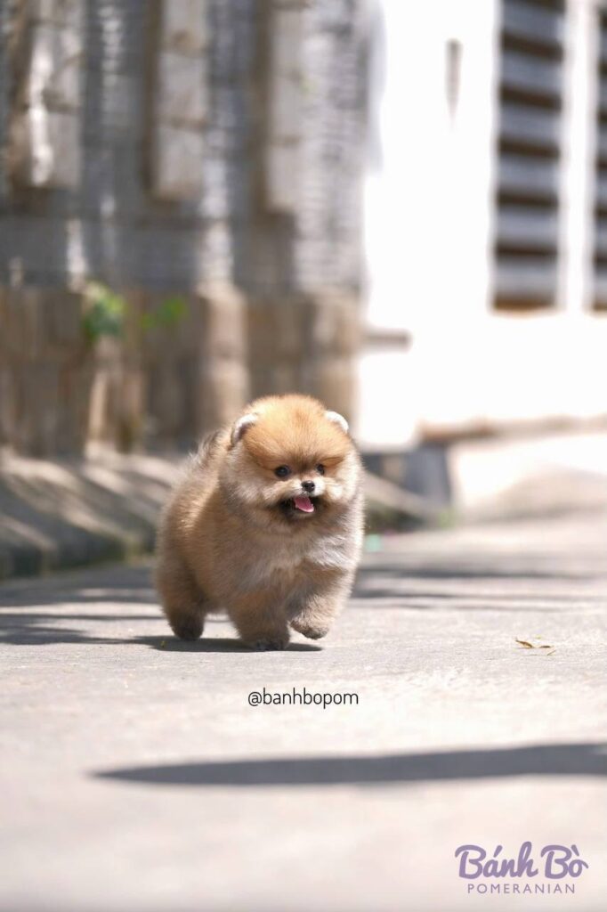 Chó Pomeranian đực nhỏ lông vàng cam, mặt gấu, đi bộ trên đường phố với các tòa nhà cao tầng phía sau