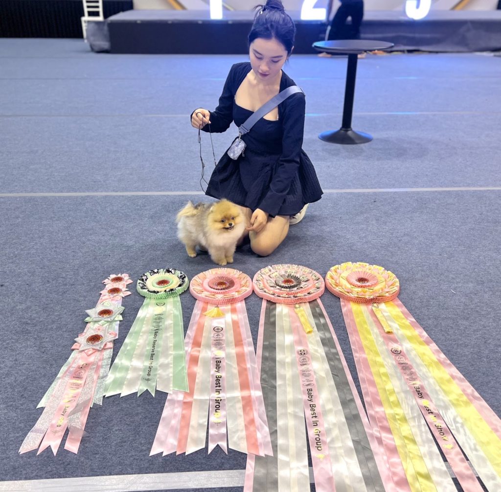 Bộ dải băng giải thưởng dogshow của trại Bánh Bò Pomeranian cùng một bé Pom