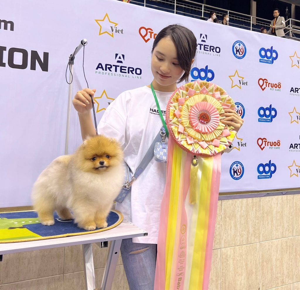 Bé chó phốc sóc Pomeranian của trại Bánh Bò đoạt giải tại kỳ thi chó giống