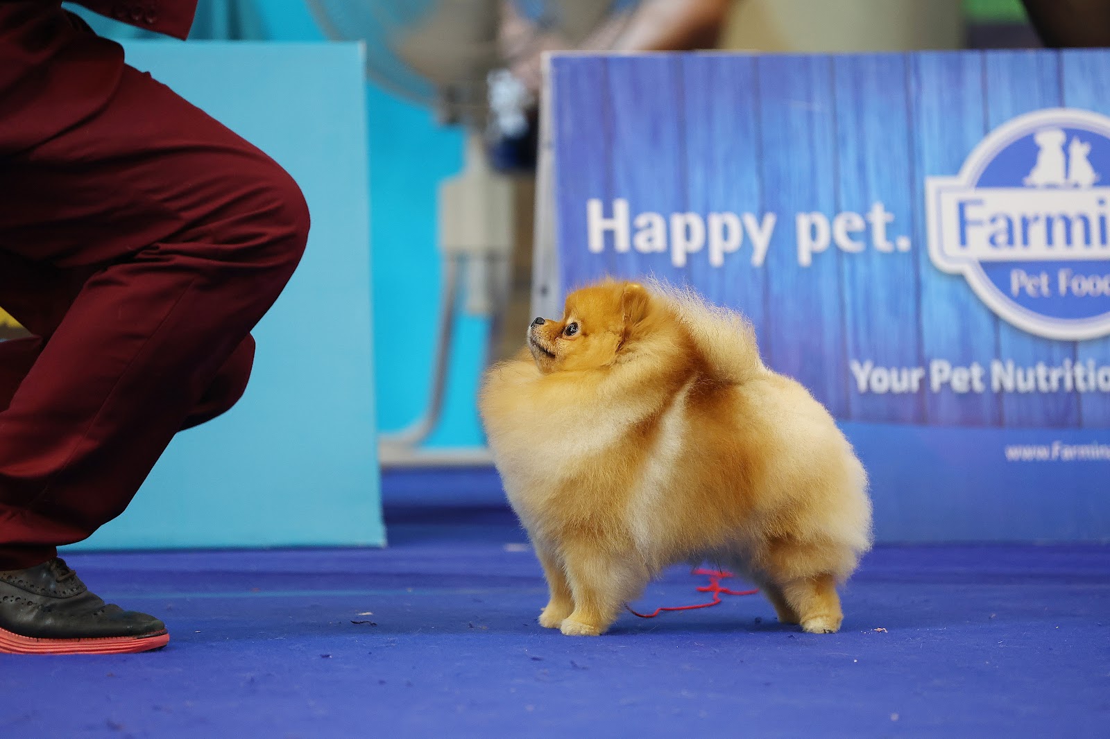Chó phốc sóc Pomeranian màu cam trình diễn trên bàn giám khảo tại hội thi chó cảnh