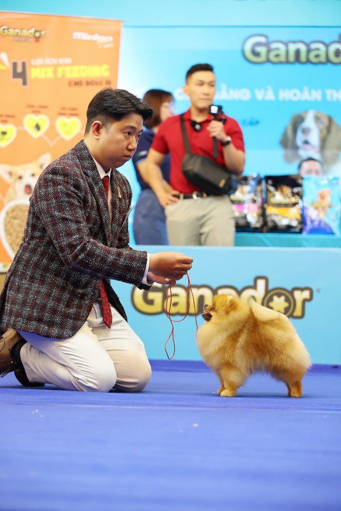 Trình diễn chó phốc sóc Pomeranian tại sân thi dogshow