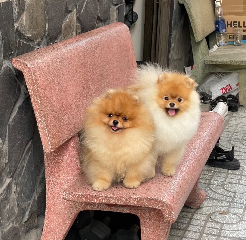 Hai bé chó phốc sóc Pomeranian màu cam ngồi trên ghế