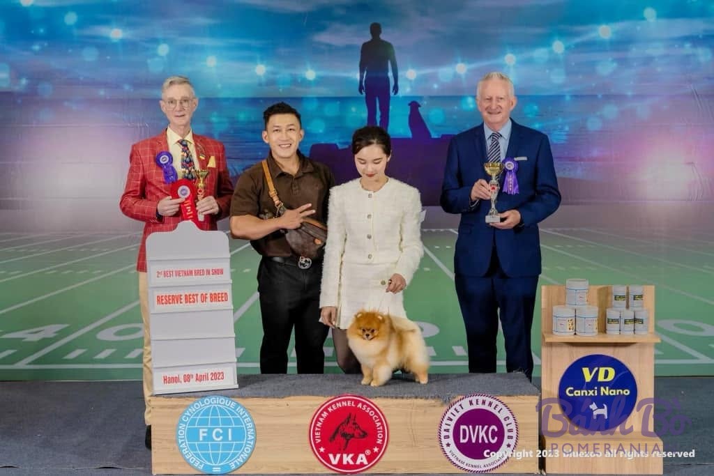 Bánh Bò Pomeranian nhận giải Reserve Best of Breed tại dog show FCI – VKA, Hà Nội, 08/04/2023