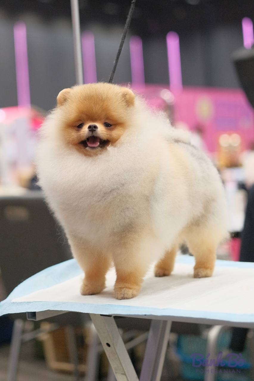 Chó Pomeranian lông trắng và nâu đứng trên bàn, mặc dây dắt, tại sự kiện triển lãm chó