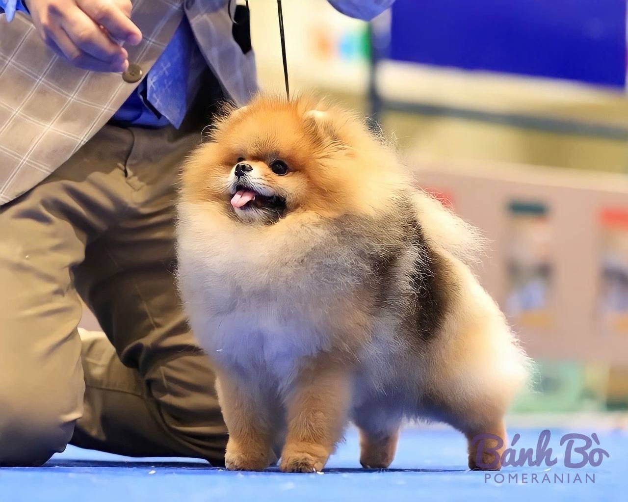 Chó Pomeranian nhỏ lông cam trắng đứng tại sự kiện trưng bày, có người cầm dây