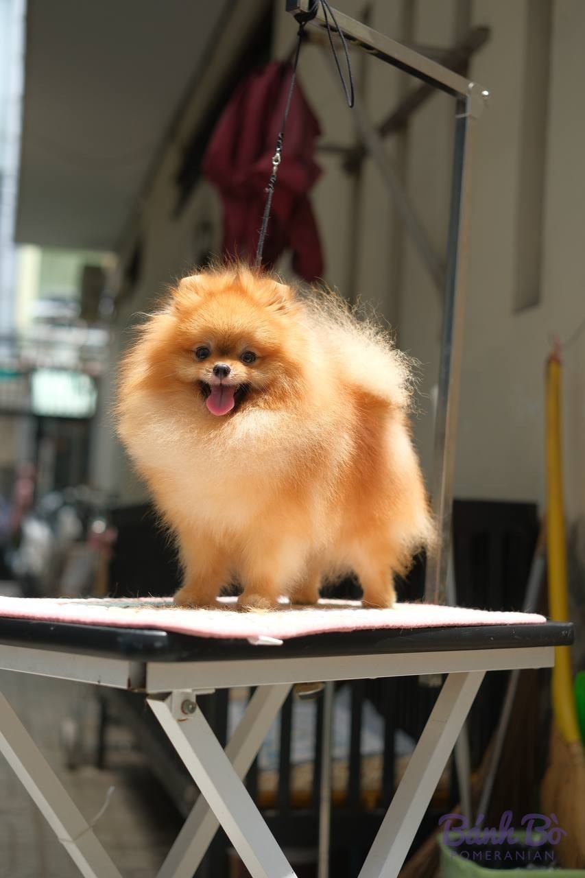 Chó Pomeranian lông cam, được chải chuốt và định hình, đứng trên bàn grooming trong phòng chuyên nghiệp