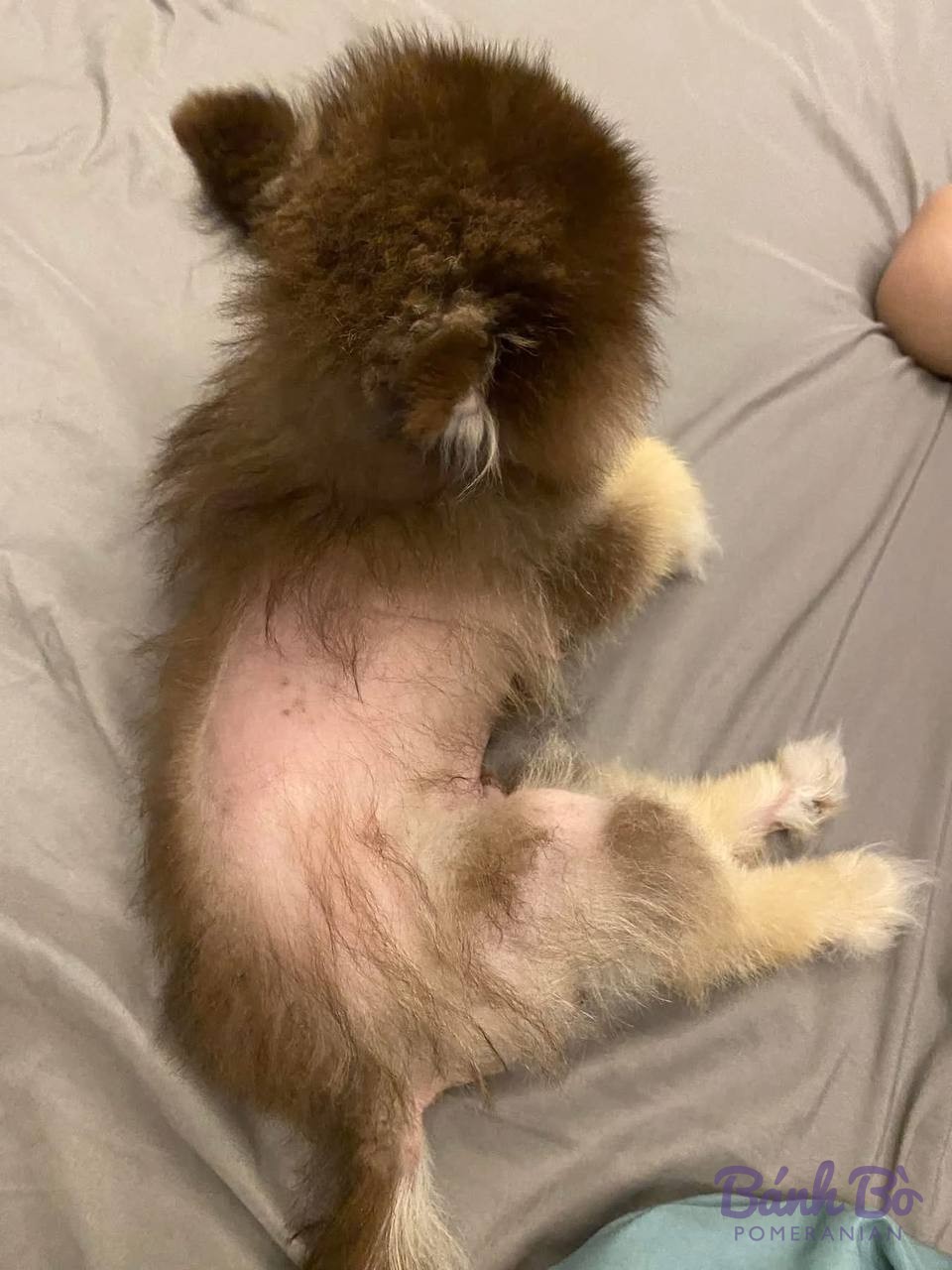 Chó Pomeranian con nhỏ màu nâu vàng được bế trên tay, nằm ngửa trên vải cotton trắng