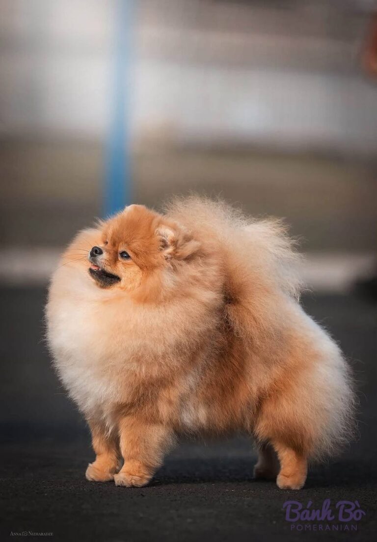 Chó Pomeranian lông dài màu cam và trắng, đứng trên nền xám, nhìn về phía trước