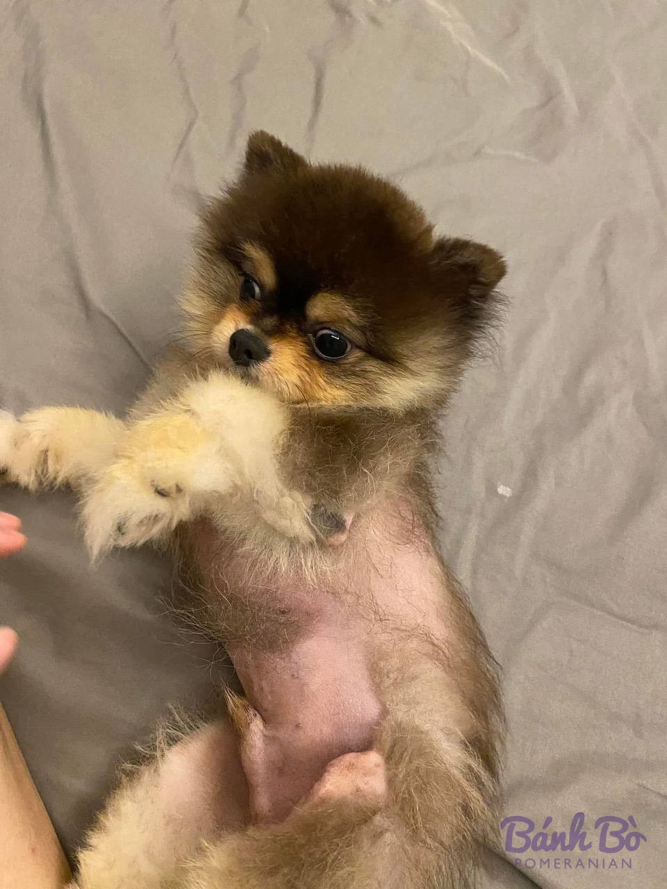 Chó Pomeranian con nhỏ tuổi, lông nâu đen và trắng, đứng trong tay người, nền trắng